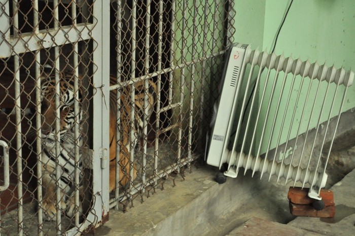 Theo lãnh đạo vườn thú Hà Nội, để tăng cường sức chống rét cho các chúa sơn lâm, người chăm thú đã cho các chúa sơn lâm này ăn tăng 1 bữa thay vì 6 bữa/7 ngày như trước